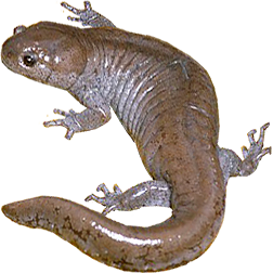Streamside Salamander